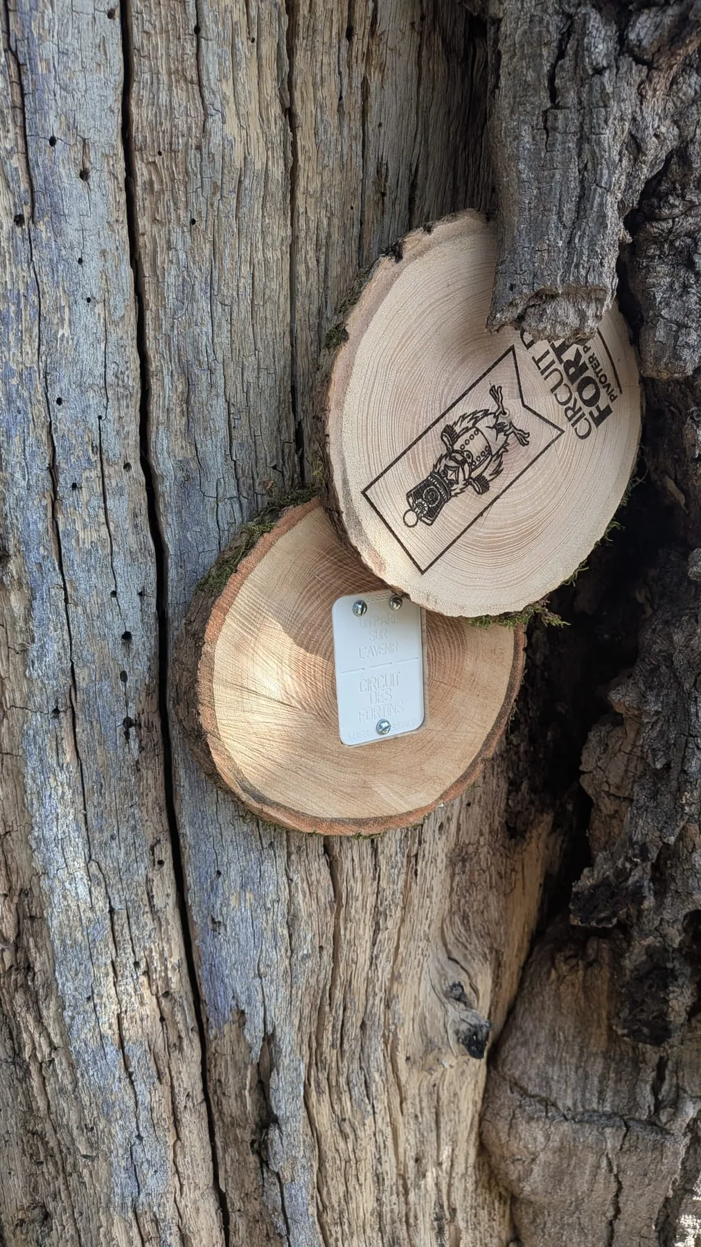 Réalisations en bois intégrées dans leur environnement extérieur